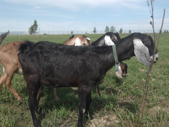 Коза нубийская дойная "МАРГАРИТА" 3 года