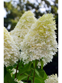 Гортензия метельчатая Phantom