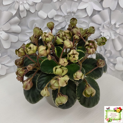 Н-Фавн (Н. Бердникова) 2017 г.