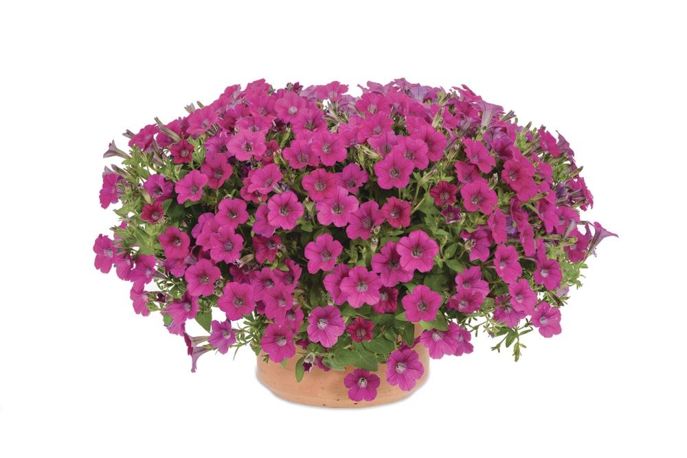 Петуния Petunia Prelude Violet Vein
