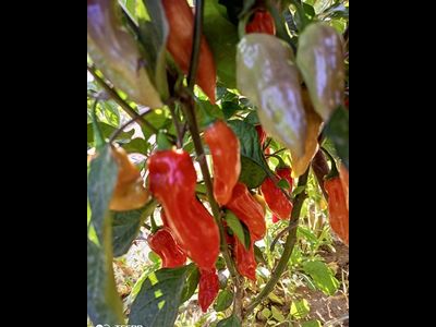 Перец острый  Naga Smooky Rainbow