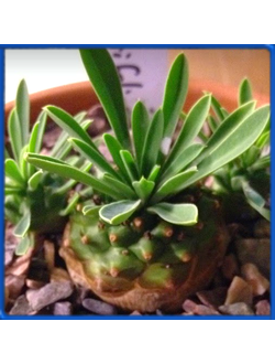 Euphorbia bupleurifolia x susannae