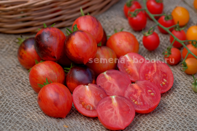 Томат Dwarf Shadow Boxing (Гном Бой с тенью), 10 шт