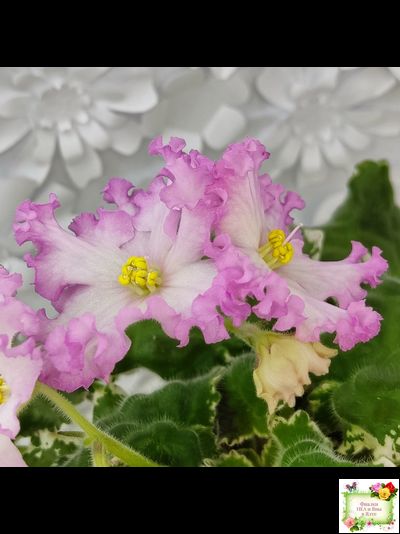 Nik-Обыкновенная Богиня (Н. Булко) 2023 г. (сортовая омоложенная розетка)