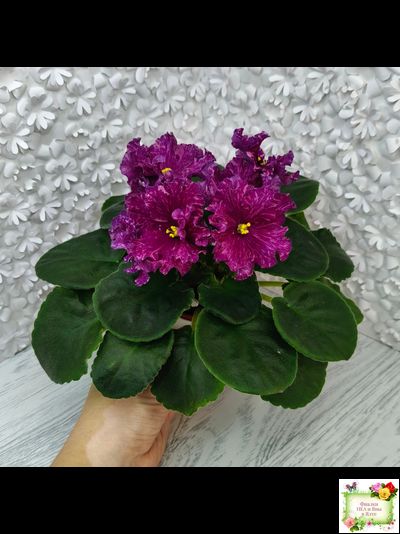 АВ-Тайны Востока (Фиалковод) 2022 г. (детка)