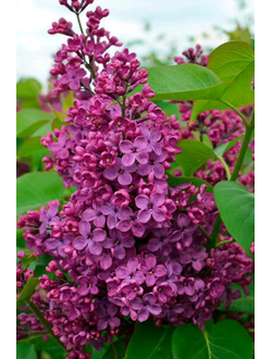 Сирень обыкновенная  Людвиг Шпет