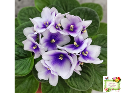 ЛЕ-Мятная Прохлада (Е. Лебецкая) 2019 г.