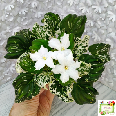 LV-Зюзя (Л. Шевелева) 2025 г. трейлер (клакамас пестролистный)