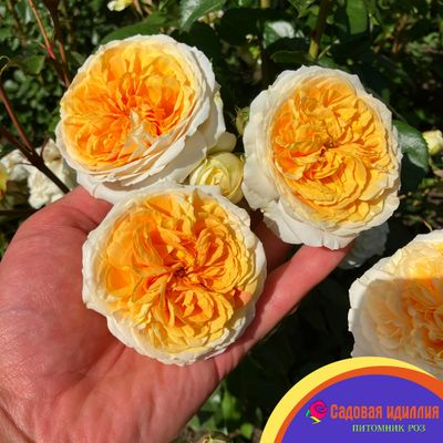 Чиппендейл Голд (Chippendale Gold)