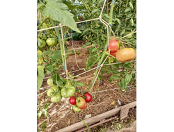 Томат София Бордо (Sofia Bordo)