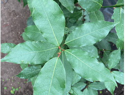 Лавр Благородный