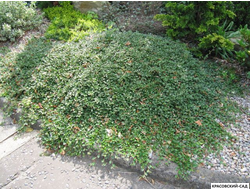 Кизильник Даммера Мэйджор - Major