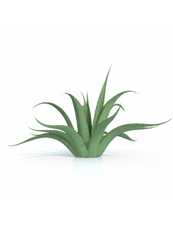 кактусы Агава американская-01