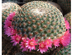 Mammillaria huitzilopochtli FO 13- 5 семян