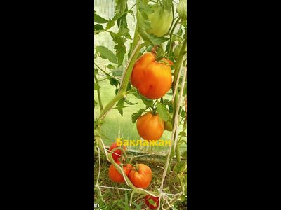 Томат Баклажан