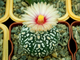 Astrophytum asterias SK x AS KIKKO (1140.1) - 10 семян