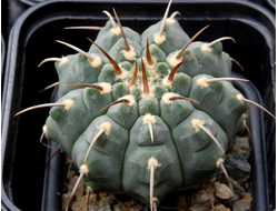 Gymnocalycium vatteri  “monospinum”  - 5 семян