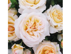 Йорк Минстер (York Minster) фл