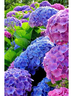 Гортензия крупнолистная в асоортименте