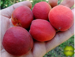 Абрикос "САРАТОВСКИЙ РУБИН" (неприхотливый, урожайный, саженец 3 года)