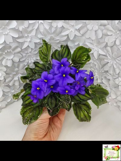 LV-БИГ (Л. Шевелева) 2024 г. трейлер (пасынок сорт посажен 15.08.25)