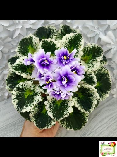 Р-Дурман (В. Зуб) 2020 г. (лист с детками укоренённый)