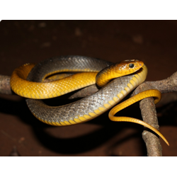 Индиговая змея, или индиговый уж