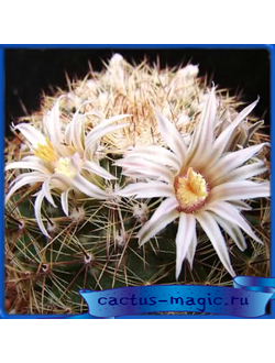 Mammillaria heyderi v. bullingtoniana SNL 064