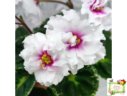 Р-В Стране Чудес (В.Зуб) 2023 г.