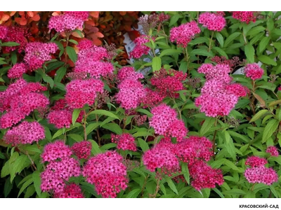 Спирея Дартс Ред - Dart`s Red