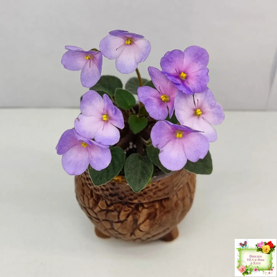 Frosted Fantasy спорт трейлер