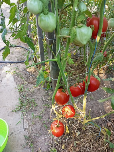 Томат Кинг конг (King kong)