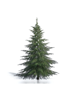 Billboards Ель летняя_18