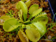 Dionaea muscipula Triton