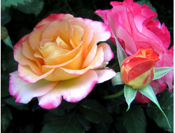 Марсель ан Флёрс (Marseille en Fleurs)