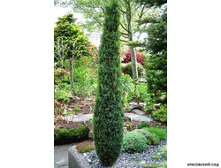 Можжевельник обыкновенный Арнольд