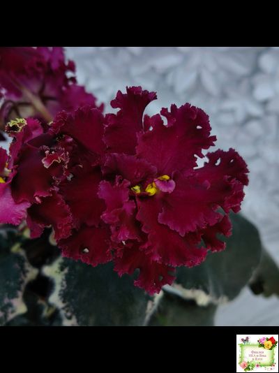 РМ-Black Cherry (Н. Скорнякова) 2022 г.