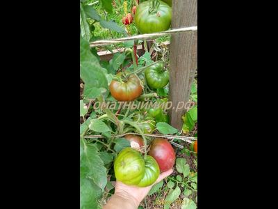 Томат Бычок черный (Казахстан)