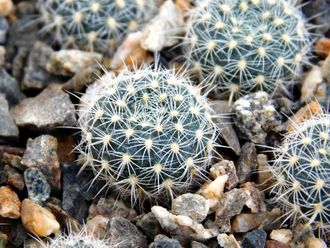 Frailea sp. Schlosser-053 (D=10-12мм)