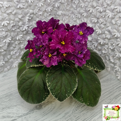 РМ-Финикийская Принцесса (Н. Скорнякова) 2023 г.