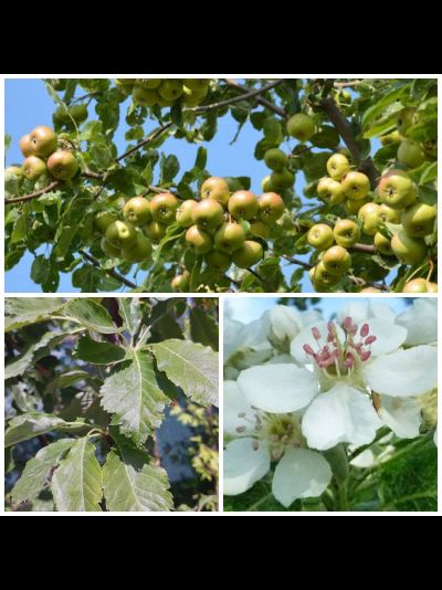 Сорбопирус, 1год, ЗКС