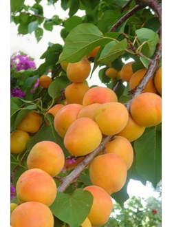 Абрикос  Элитный ранний