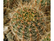 Lobivia aurea v.sierragrandensis WR-711b - 10 семян