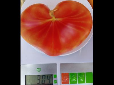 Томат Тайна Марсии (Marcy's Mystery) США