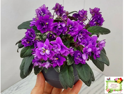 Senk's Longlegs (R. Follett/D. Senk) трейлер (укор. пасынок)