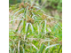 Нагармота, циперус, сыть (Cyperus scariosus) 2 г - 100% натуральное эфирное масло