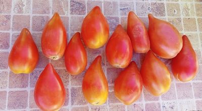 Томат Похвала Марины, (Marina&#039;s Praise, Гордость Марины)