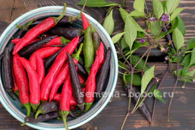 Перец сладкий Мурасаки Тогараши Ямато, 10 шт