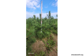 Сосна крымская Черная (Pinus nigra) – фото с линейкой днем - красовский-сад.рф