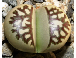 Lithops dorotheae C124 - 10 семян